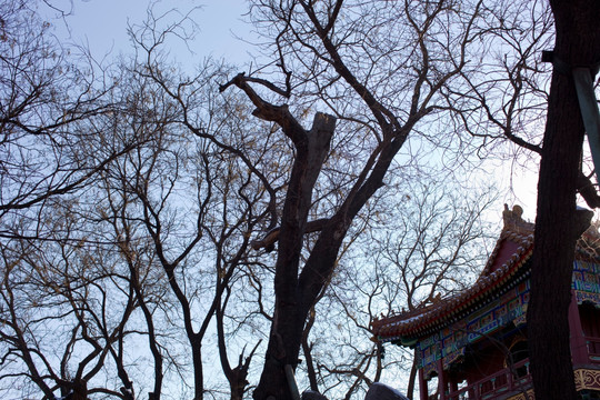 雍和宫 寺庙建筑