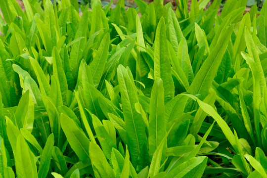 油麦 油麦菜