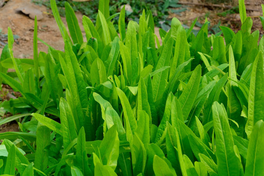 油麦 油麦菜