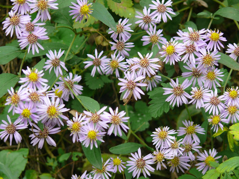 野菊花