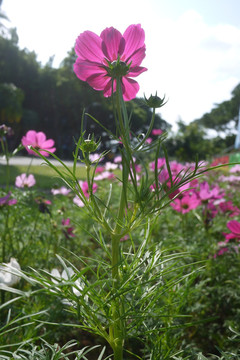 波斯菊