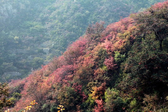 秋染太行山