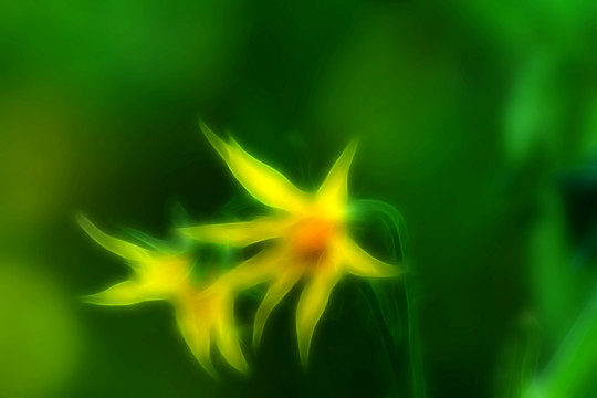 夢(mèng)幻花韻 電腦抽象畫
