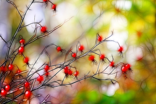 紅果迎秋 電腦畫