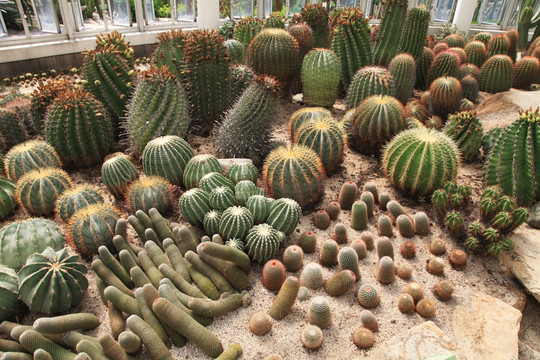 沙生植物仙人球