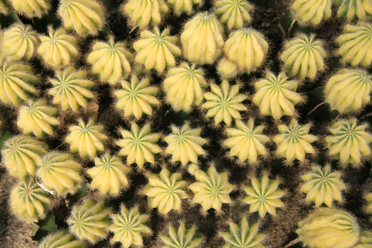 沙生植物黄色仙人球