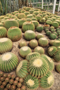 沙生植物金琥