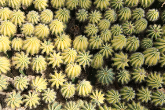 沙生植物仙人球