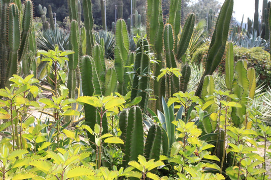 沙生植物仙人掌