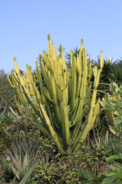 沙生植物仙人掌