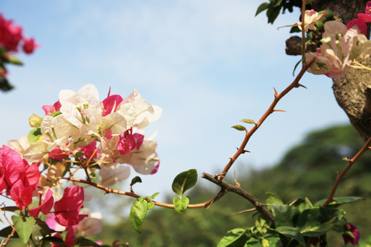 花簇特写