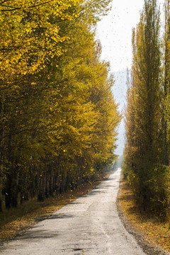 秋景  土路