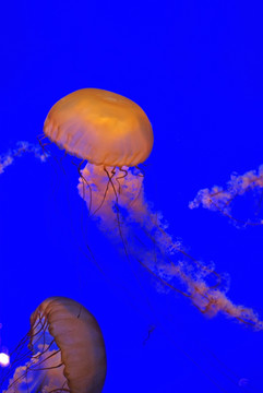 太平洋海荨麻水母