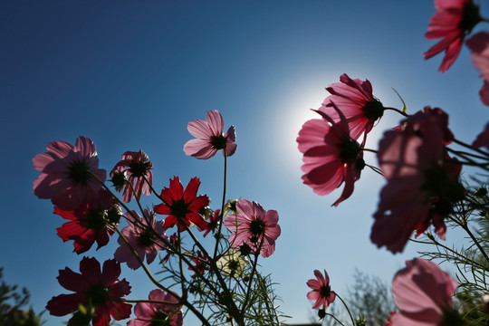 花卉