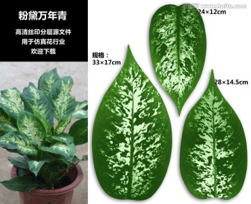 粉黛萬(wàn)年青