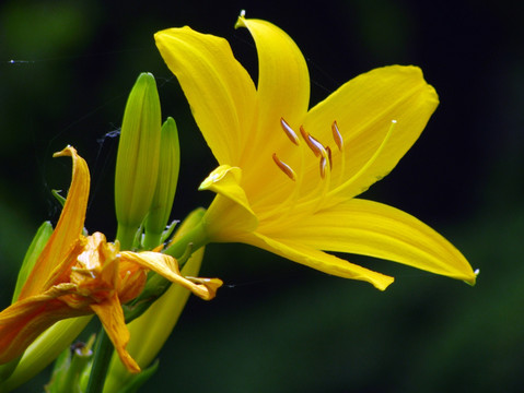 百合花