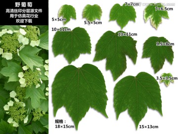 野葡萄