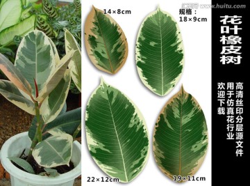 花葉橡皮樹