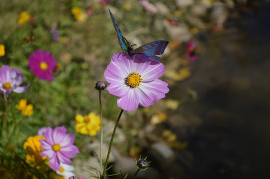 河边花朵蝴蝶