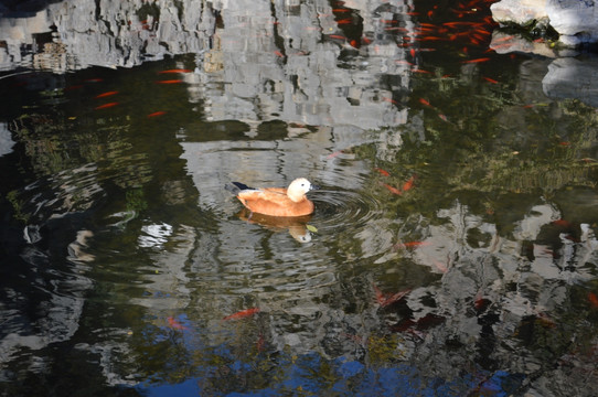 鸳鸯