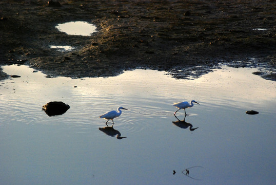 白鹭 鹭鸟 鸟类 水面 倒影