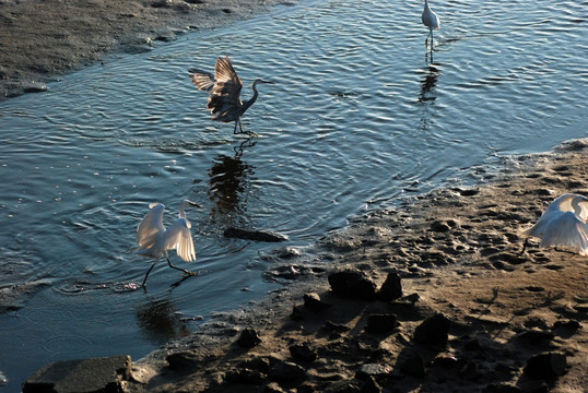 白鹭 鹭鸟 鸟类 水面 倒影