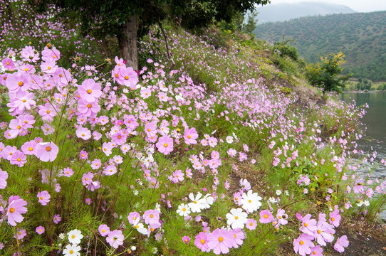 格桑花海