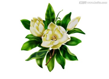 手繪茉莉花