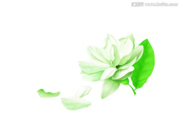 手繪茉莉花