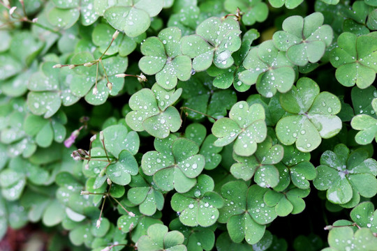 雨中的四叶草