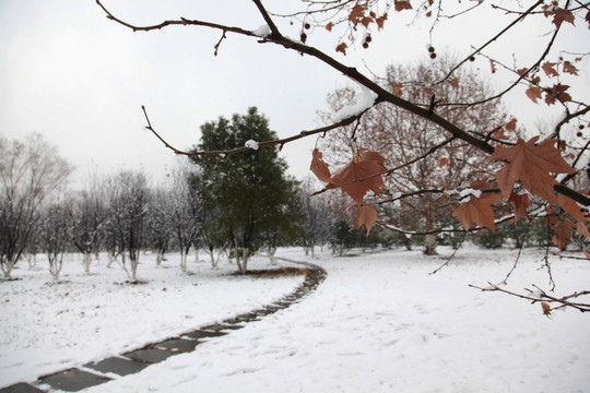 雪景