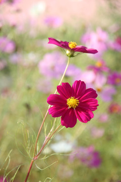 格桑花