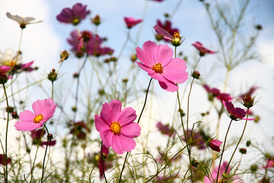 格桑花