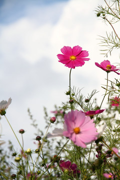 格桑花