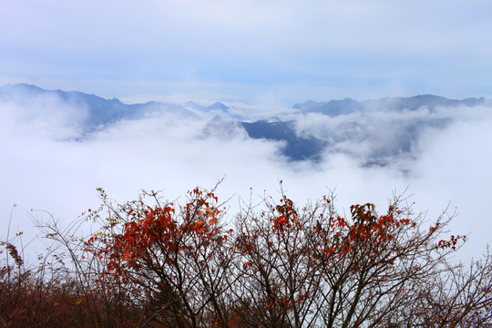 红叶山景