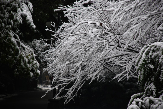 雪景