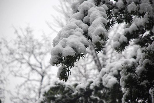 雪景