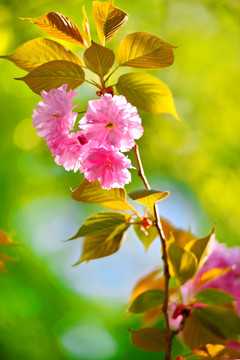 樱花烂漫