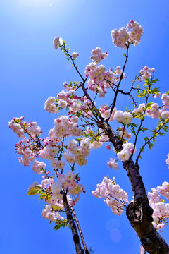 樱花烂漫