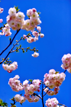 樱花烂漫