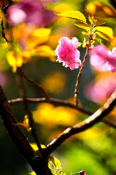 樱花烂漫