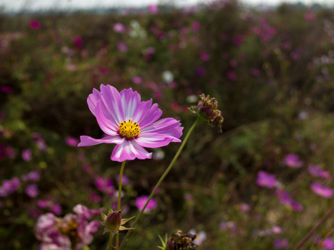 格桑花