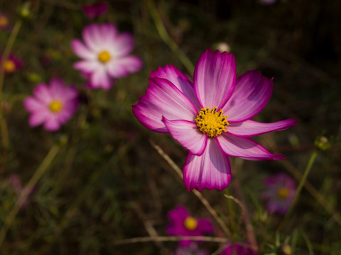 格桑花