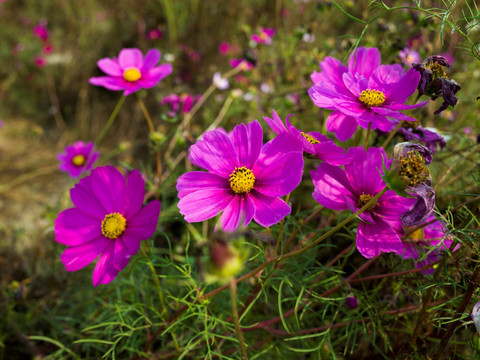 格桑花