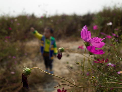 孩子与格桑花