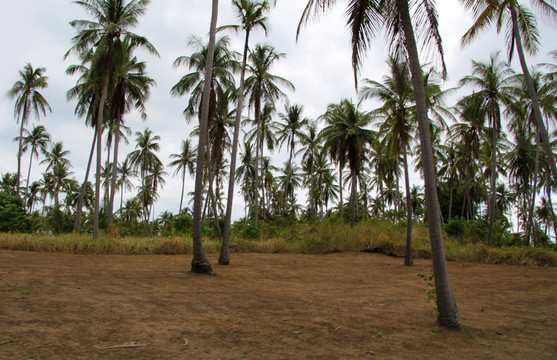 泰国普吉岛 椰子树