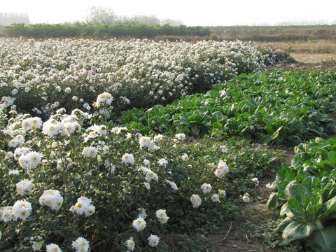 滁州黄芪种植园 菜园