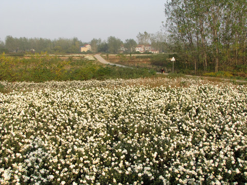 滁州贡菊种植 村庄