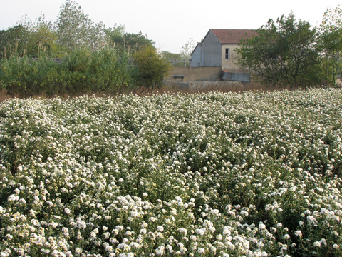 滁放贡菊种植园