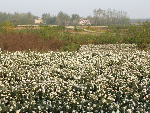 滁州贡菊种植园 村庄农舍